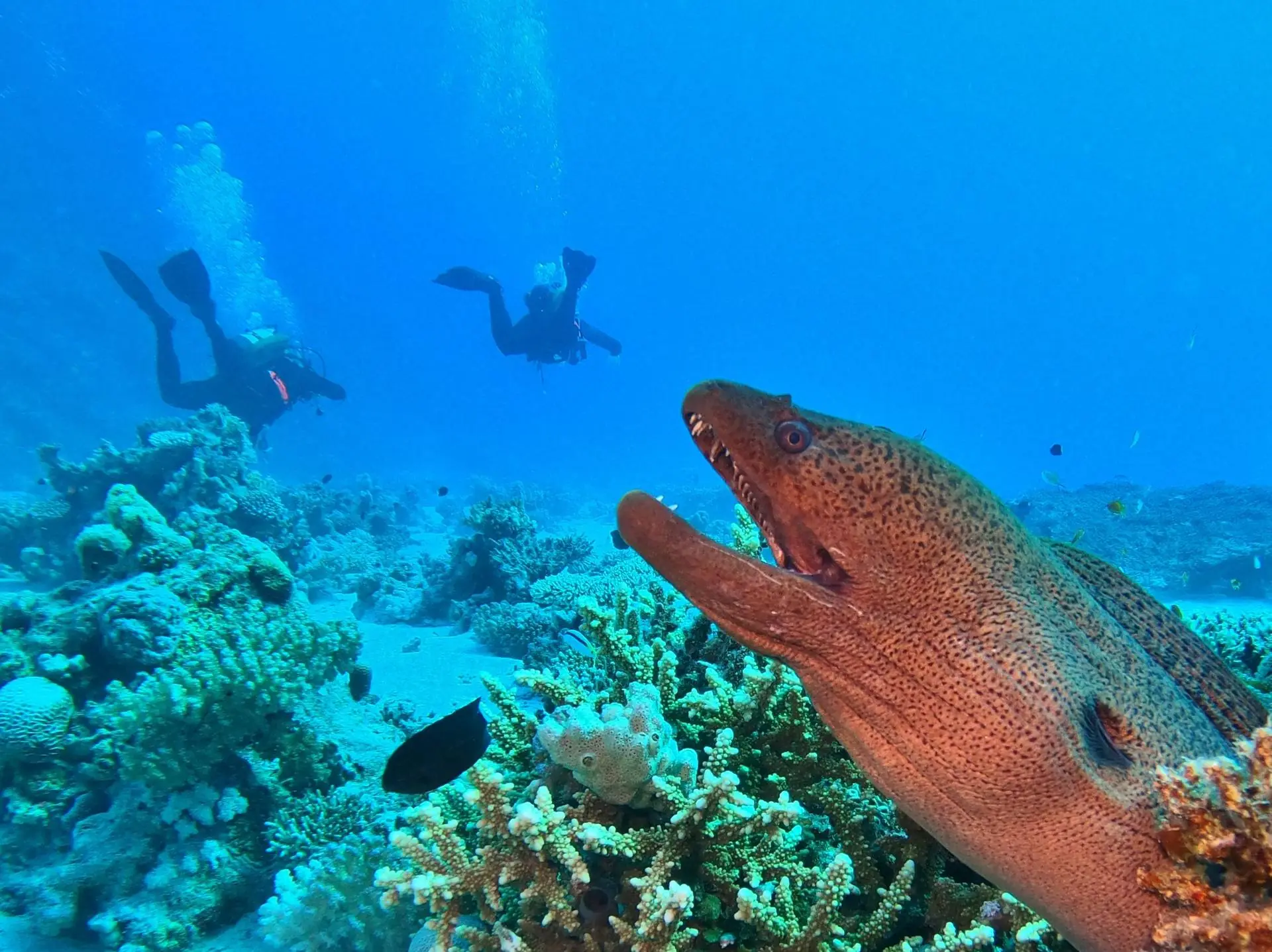 Two divers swimming over a coral reef while a moray eel looks on in the foreground