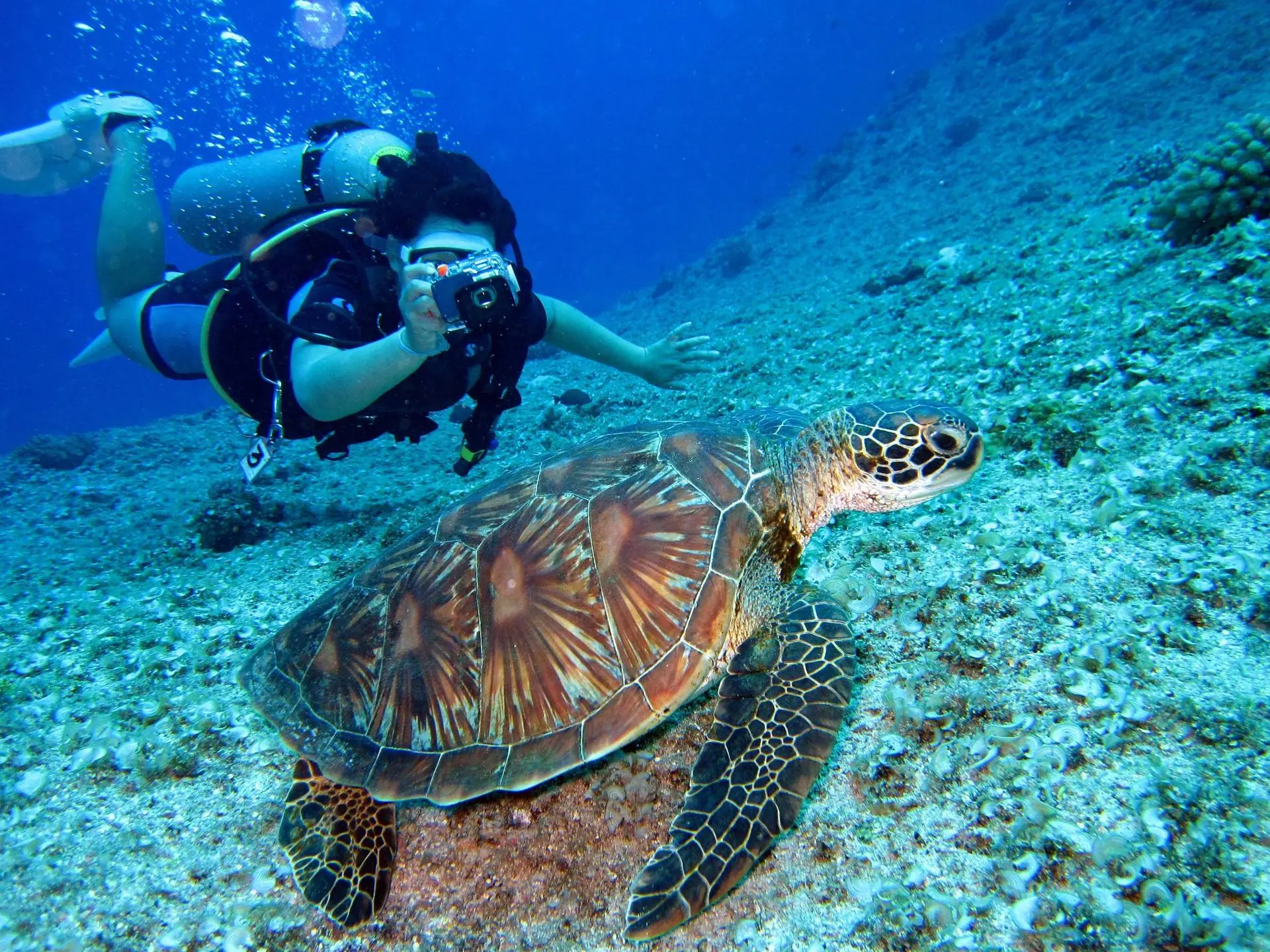 A scuba diver photographing a green sea turtle on a reef slope in bright blue water